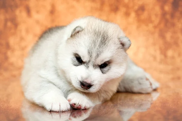 Adorable Chiot Husky Sibérien Sur Fond Studio — Photo