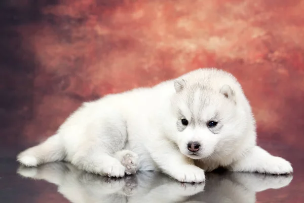 Adorable Cachorro Husky Siberiano Fondo Del Estudio — Foto de Stock