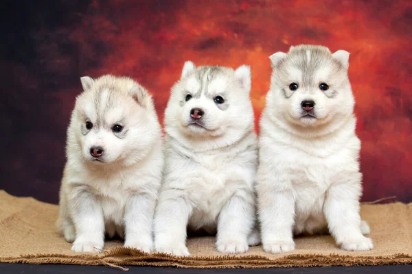 Adorable Siberian Husky Puppies Studio Background — Stock Photo, Image