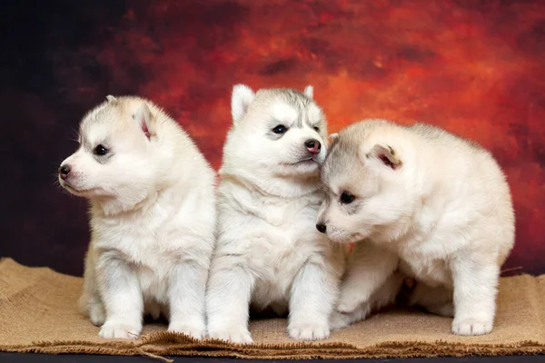 Entzückende Siberian Husky Welpen Auf Studiohintergrund — Stockfoto