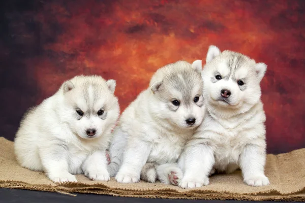 Entzückende Siberian Husky Welpen Auf Studiohintergrund — Stockfoto