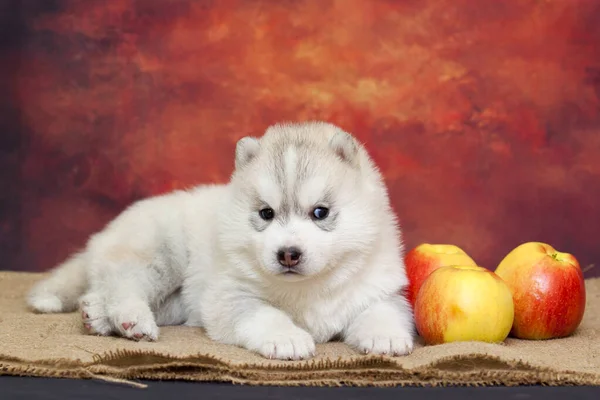 Adorable Cachorro Husky Siberiano Con Manzanas Frescas — Foto de Stock