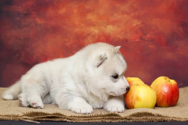 Adorable Chiot Husky Sibérien Aux Pommes Fraîches — Photo