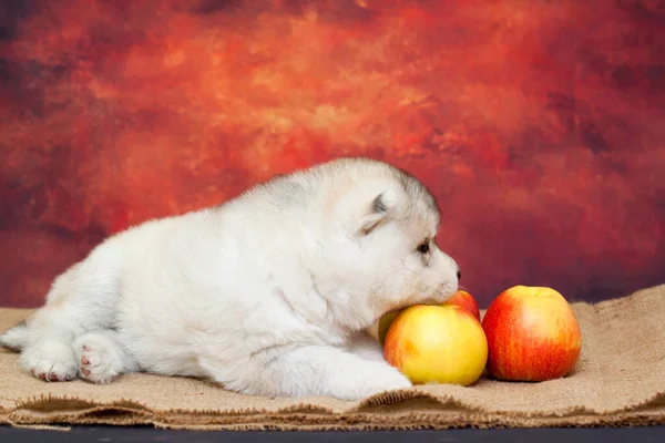 Adorable Cachorro Husky Siberiano Con Manzanas Frescas —  Fotos de Stock