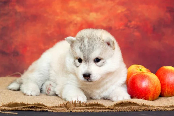 Adorable Chiot Husky Sibérien Aux Pommes Fraîches — Photo