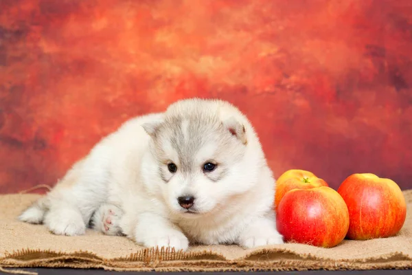 Adorable Chiot Husky Sibérien Aux Pommes Fraîches — Photo