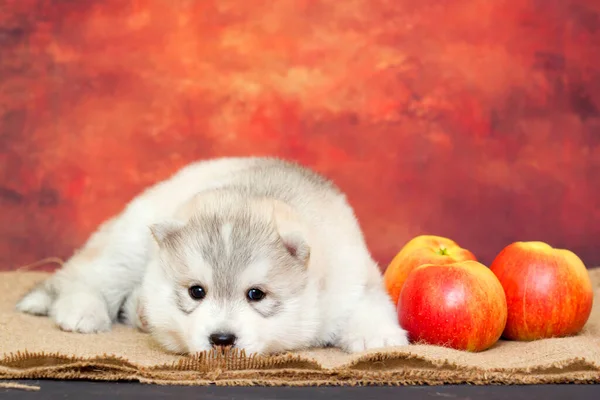 Adorable Chiot Husky Sibérien Aux Pommes Fraîches — Photo