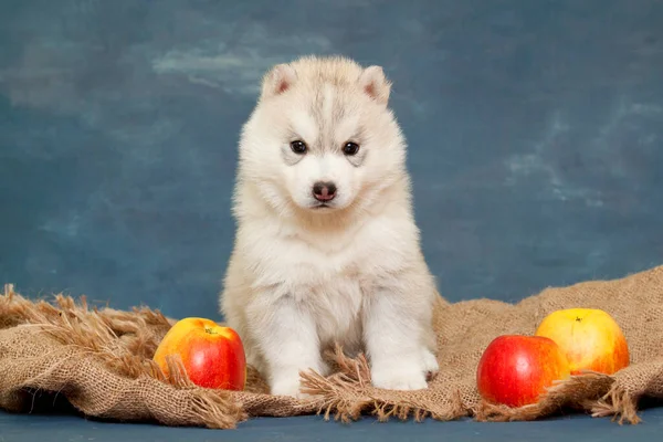 Adorable Chiot Husky Sibérien Aux Pommes — Photo