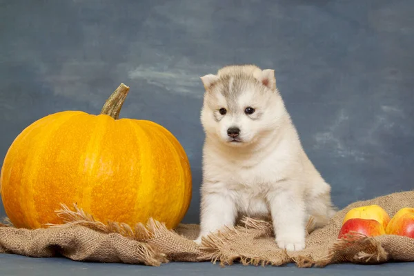 Adorable Chiot Husky Sibérien Sur Fond Studio Concept Automne — Photo