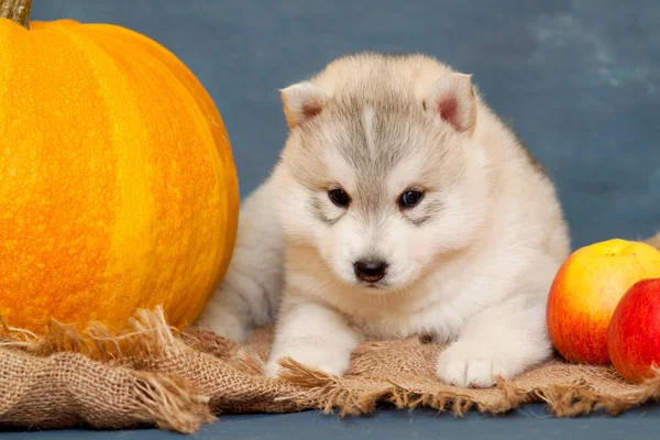 Adorable Cachorro Husky Siberiano Fondo Del Estudio Concepto Otoño — Foto de Stock