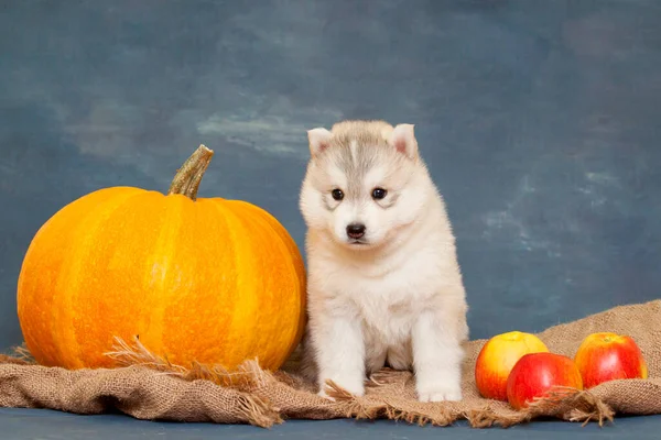 Schattige Siberische Husky Puppy Studio Achtergrond Herfst Concept — Stockfoto