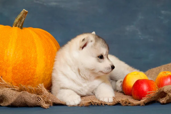 Adorable Siberian Husky Puppy Studio Background Autumn Concept — Stock Photo, Image