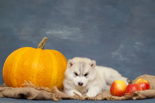 Adorable Chiot Husky Sibérien Sur Fond Studio Concept Automne — Photo