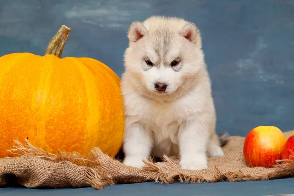 Αξιολάτρευτο Κουτάβι Σιβηρίας Husky Στούντιο Φόντο Φθινόπωρο Έννοια — Φωτογραφία Αρχείου