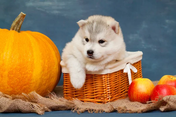 Schattige Siberische Husky Puppy Studio Achtergrond Herfst Concept — Stockfoto