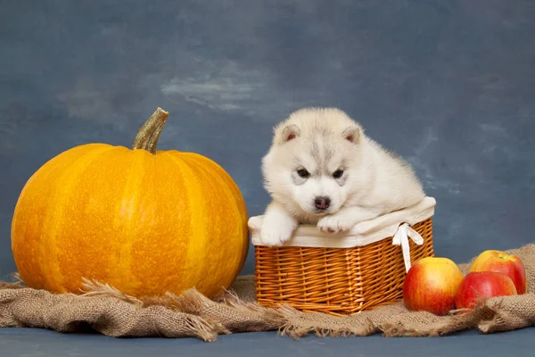 Anjing Siberian Husky Yang Manis Studio Konsep Musim Gugur — Stok Foto
