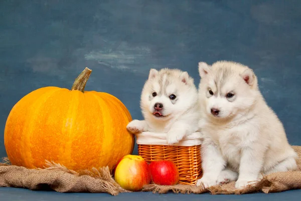 Adorable Cachorro Husky Siberiano Fondo Del Estudio Concepto Otoño —  Fotos de Stock