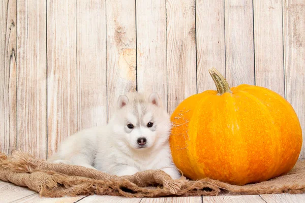 愛らしいシベリアハスキー子犬ともに大きなカボチャ — ストック写真