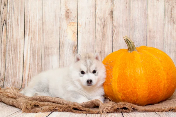 Uroczy Syberyjski Szczeniak Husky Dużą Dynią — Zdjęcie stockowe