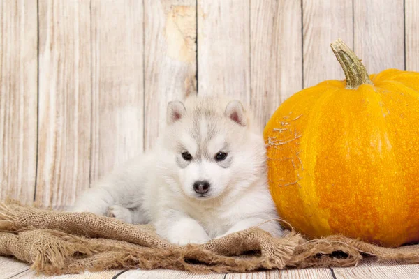 Schattige Siberische Husky Puppy Met Grote Pompoen — Stockfoto