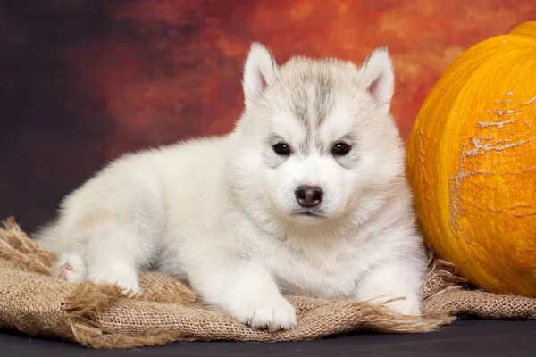 Adorable Cachorro Husky Siberiano Con Calabaza Grande —  Fotos de Stock