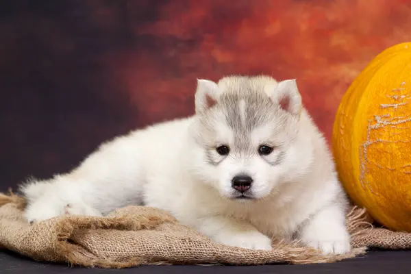 Schattige Siberische Husky Puppy Met Grote Pompoen — Stockfoto