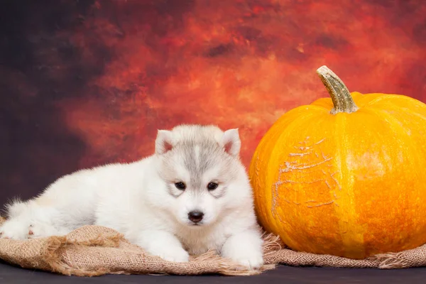 Schattige Siberische Husky Puppy Met Grote Pompoen — Stockfoto