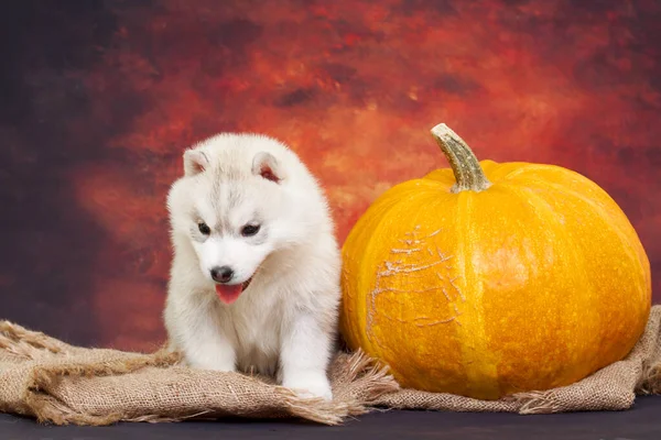 Adorable Cachorro Husky Siberiano Con Calabaza Grande — Foto de Stock