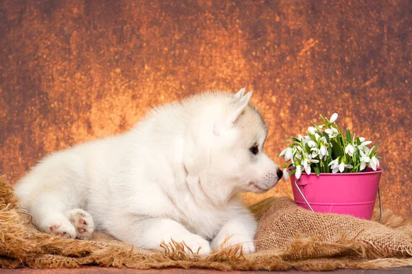 Adorable Siberian Husky Puppy Snowdrops Flowers — Stock Photo, Image