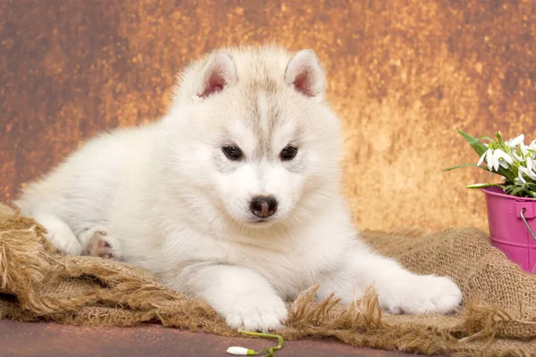 Adorable Siberian Husky Puppy Snowdrops Flowers — Stock Photo, Image