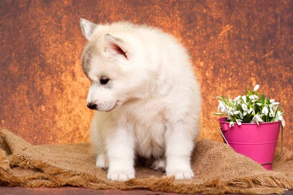 Adorável Cachorro Husky Siberiano Com Flores Gotas Neve — Fotografia de Stock