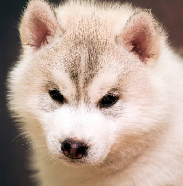 Stüdyonun Arka Planında Sevimli Sibirya Husky Köpeği — Stok fotoğraf