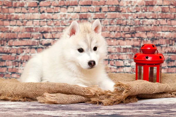 Adorável Cachorro Husky Siberiano Com Lanterna — Fotografia de Stock
