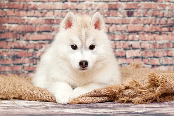 Adorable Chiot Husky Sibérien Sur Fond Studio — Photo