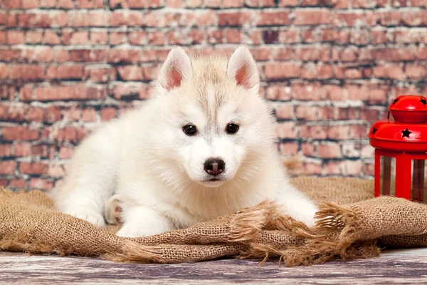 Adorable Cachorro Husky Siberiano Fondo Del Estudio —  Fotos de Stock