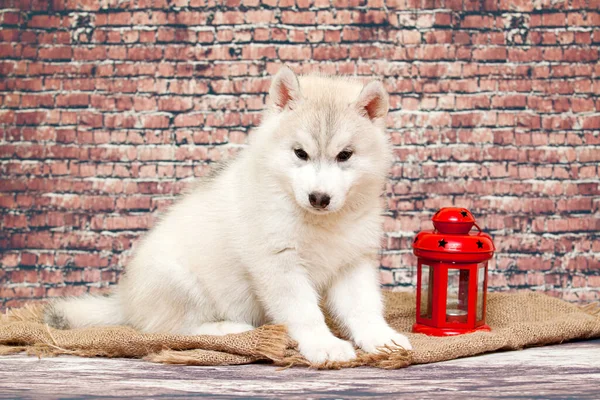 Förtjusande Sibirisk Husky Valp Med Lykta — Stockfoto