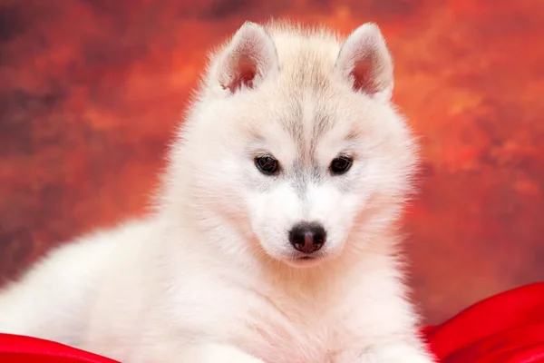 Entzückender Siberian Husky Welpe Auf Studiohintergrund — Stockfoto