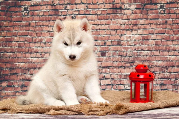 Adorable Cachorro Husky Siberiano Con Linterna — Foto de Stock