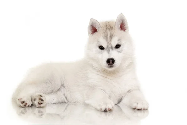 Schattige Siberische Husky Puppy Studio Achtergrond — Stockfoto