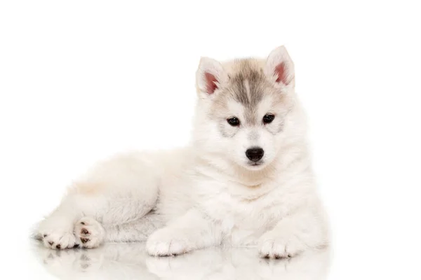 Adorável Siberian Husky Filhote Cachorro Fundo Estúdio — Fotografia de Stock