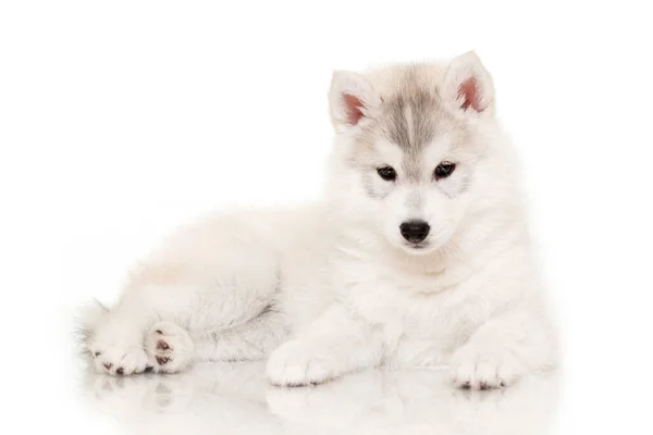 Adorável Siberian Husky Filhote Cachorro Fundo Estúdio — Fotografia de Stock