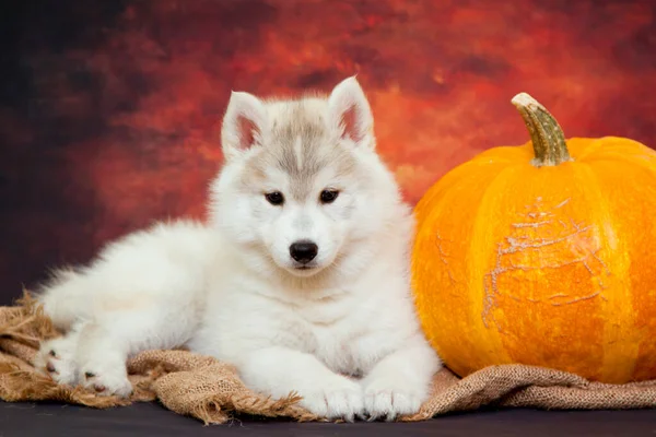 Adorable Cachorro Husky Siberiano Con Calabaza Grande —  Fotos de Stock