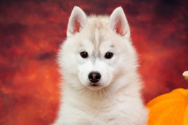 Adorable Cachorro Husky Siberiano Fondo Del Estudio —  Fotos de Stock