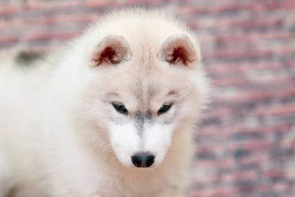 Adorable Cachorro Husky Siberiano Fondo Del Estudio —  Fotos de Stock