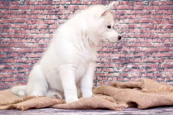可敬的西伯利亚哈士奇小狗在工作室背景 — 图库照片
