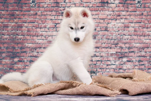可敬的西伯利亚哈士奇小狗在工作室背景 — 图库照片