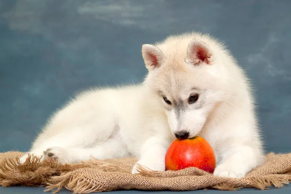 Adorable Cachorro Husky Siberiano Con Manzana —  Fotos de Stock