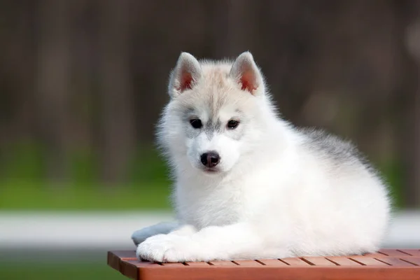 Entzückender Siberian Husky Welpe Auf Studiohintergrund — Stockfoto