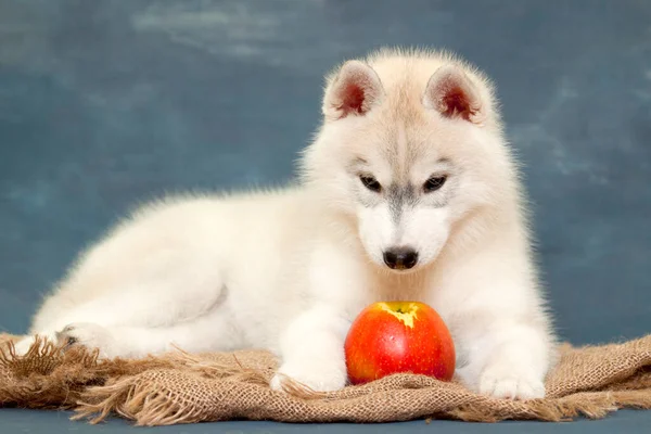 Αξιολάτρευτο Σιβηρίας Husky Κουτάβι Μήλο — Φωτογραφία Αρχείου
