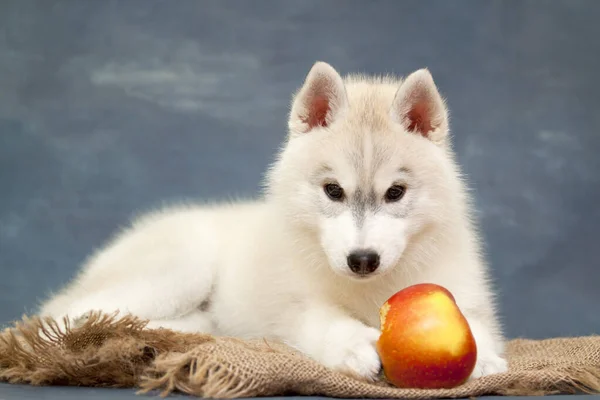 Adorable Chiot Husky Sibérien Avec Pomme — Photo